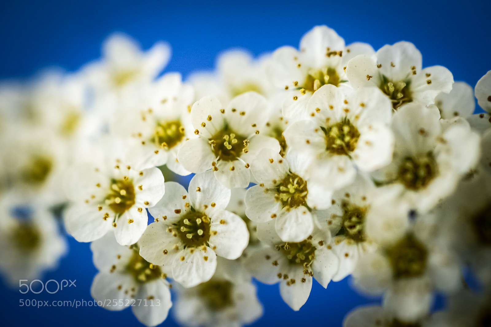 Sony SLT-A58 sample photo. *** spiraea *** photography