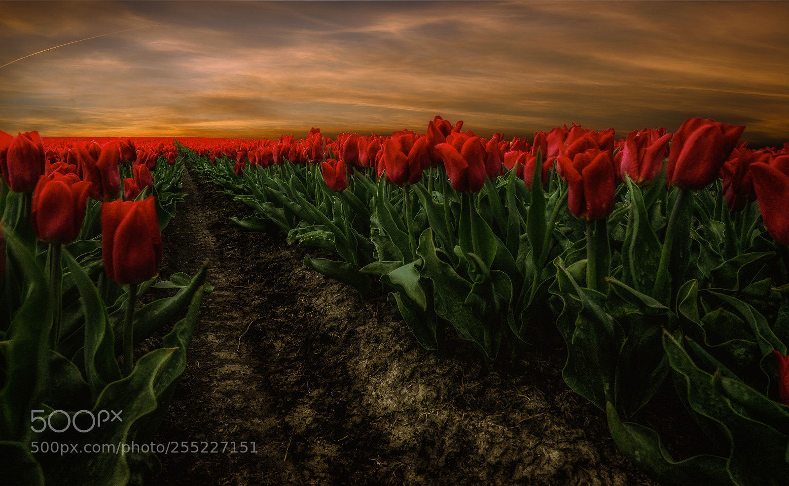Sony a7 II sample photo. Dutch red tulips photography