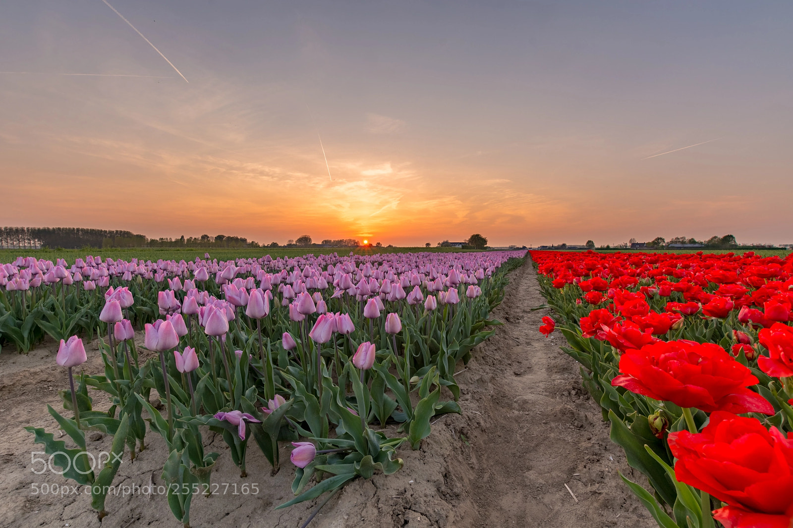 Nikon D5200 sample photo. Tulip field photography