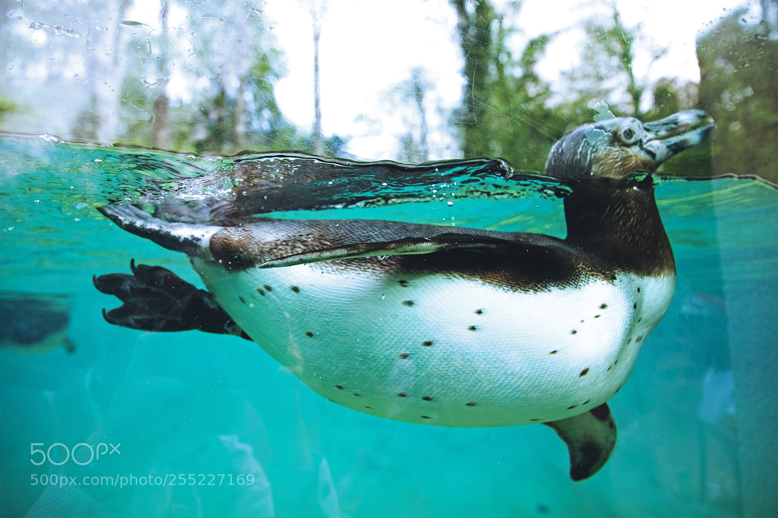 Canon EOS 5D Mark IV sample photo. Le manchot humboldt. the photography