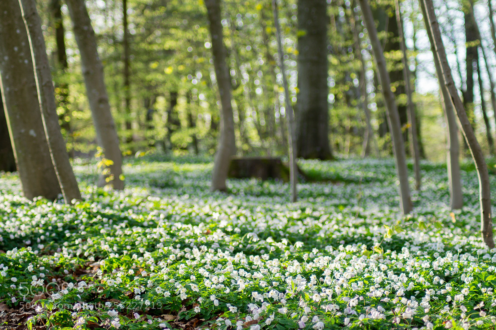 Sony SLT-A58 sample photo. Anemoner i skovbunden photography