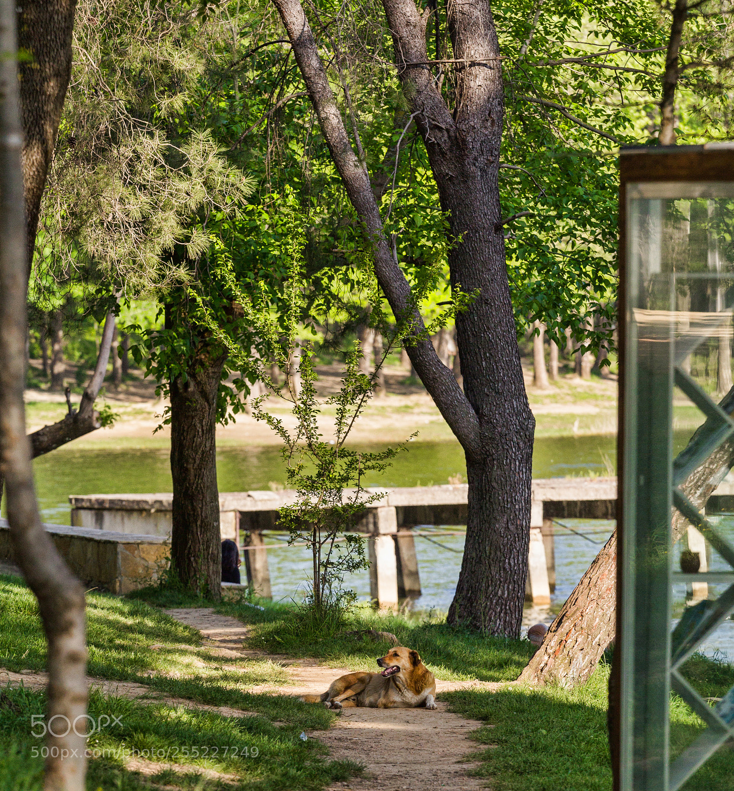 Canon EOS 60D sample photo. Enjoying the shade photography