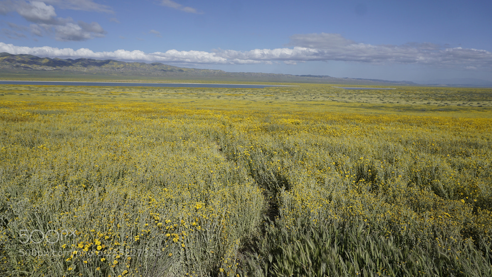 Sony a6000 sample photo. Carrizo plain superbloom photography