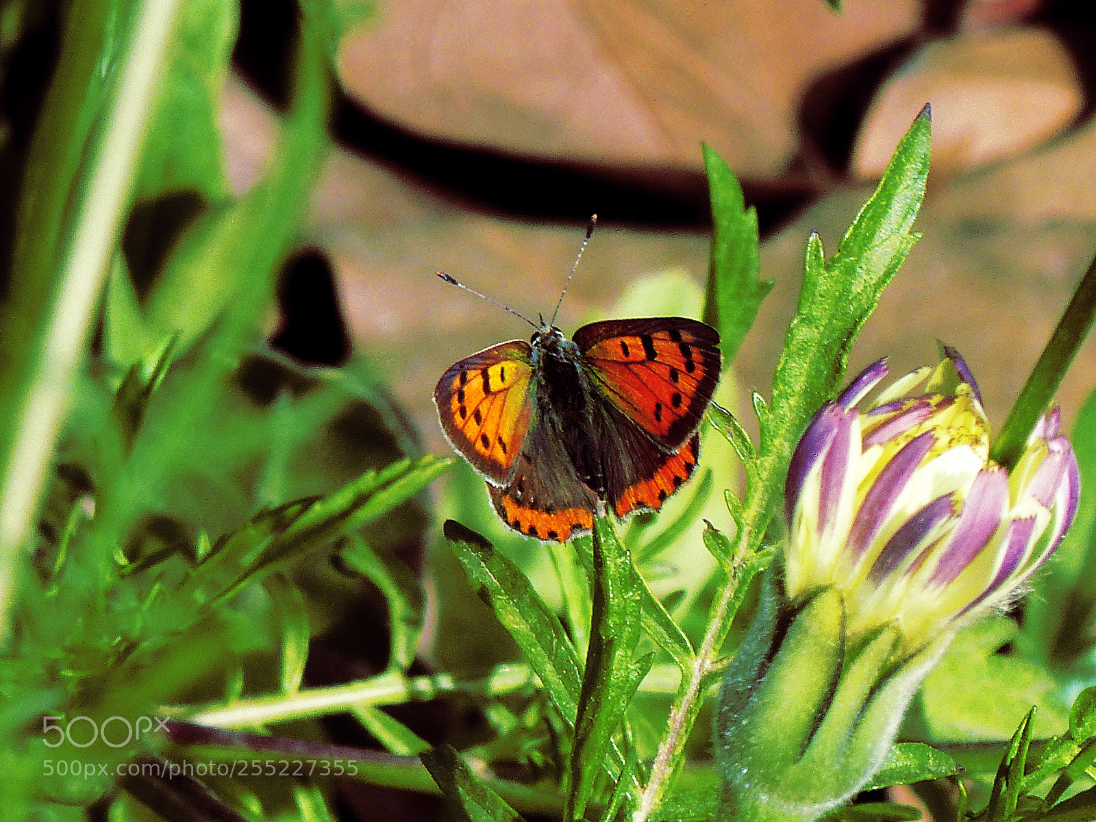 Panasonic Lumix DMC-FZ200 sample photo. Lycaena phlaeas photography