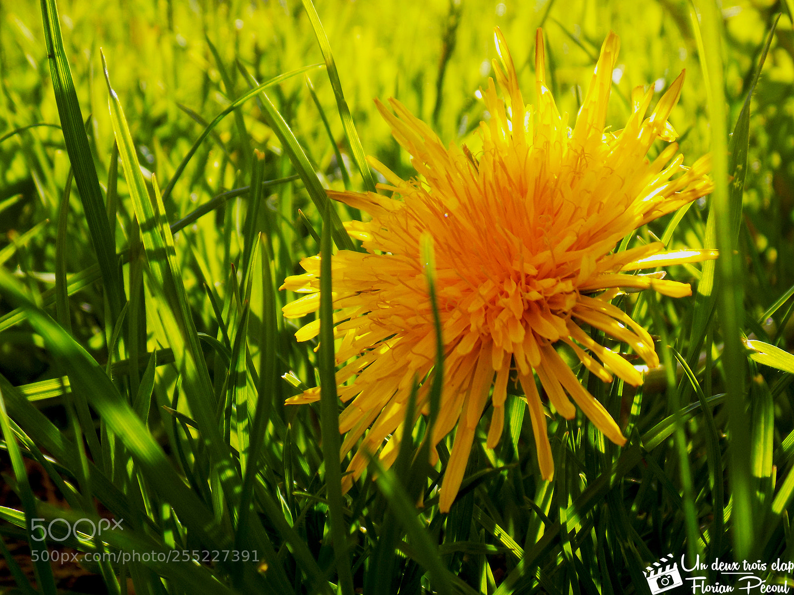 Nikon COOLPIX L330 sample photo. Dandelion photography