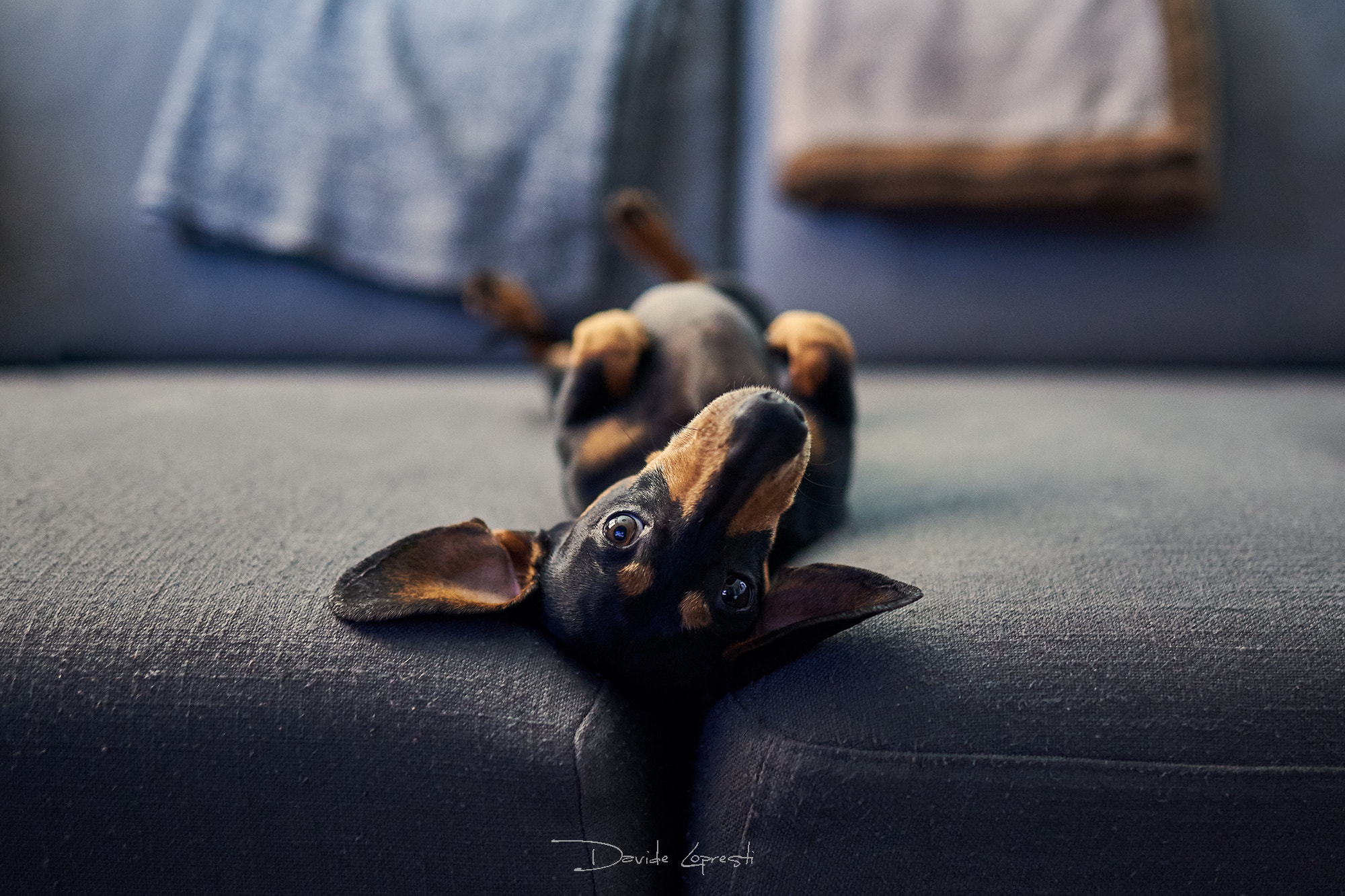 Sigma 35mm F1.4 DG HSM Art sample photo. Attila the dachshund photography