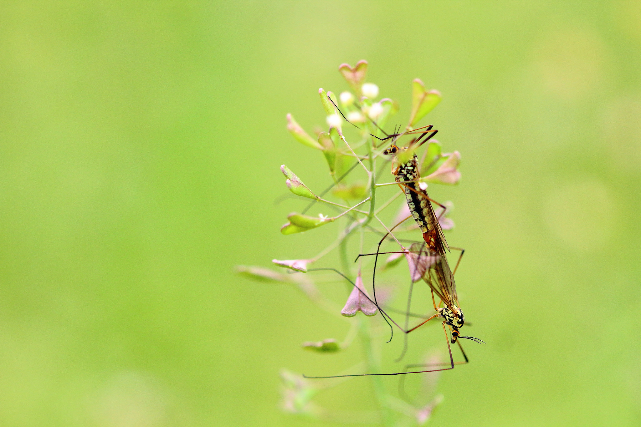 Canon EF 100mm F2.8 Macro USM sample photo. Dragonfly lovely photography