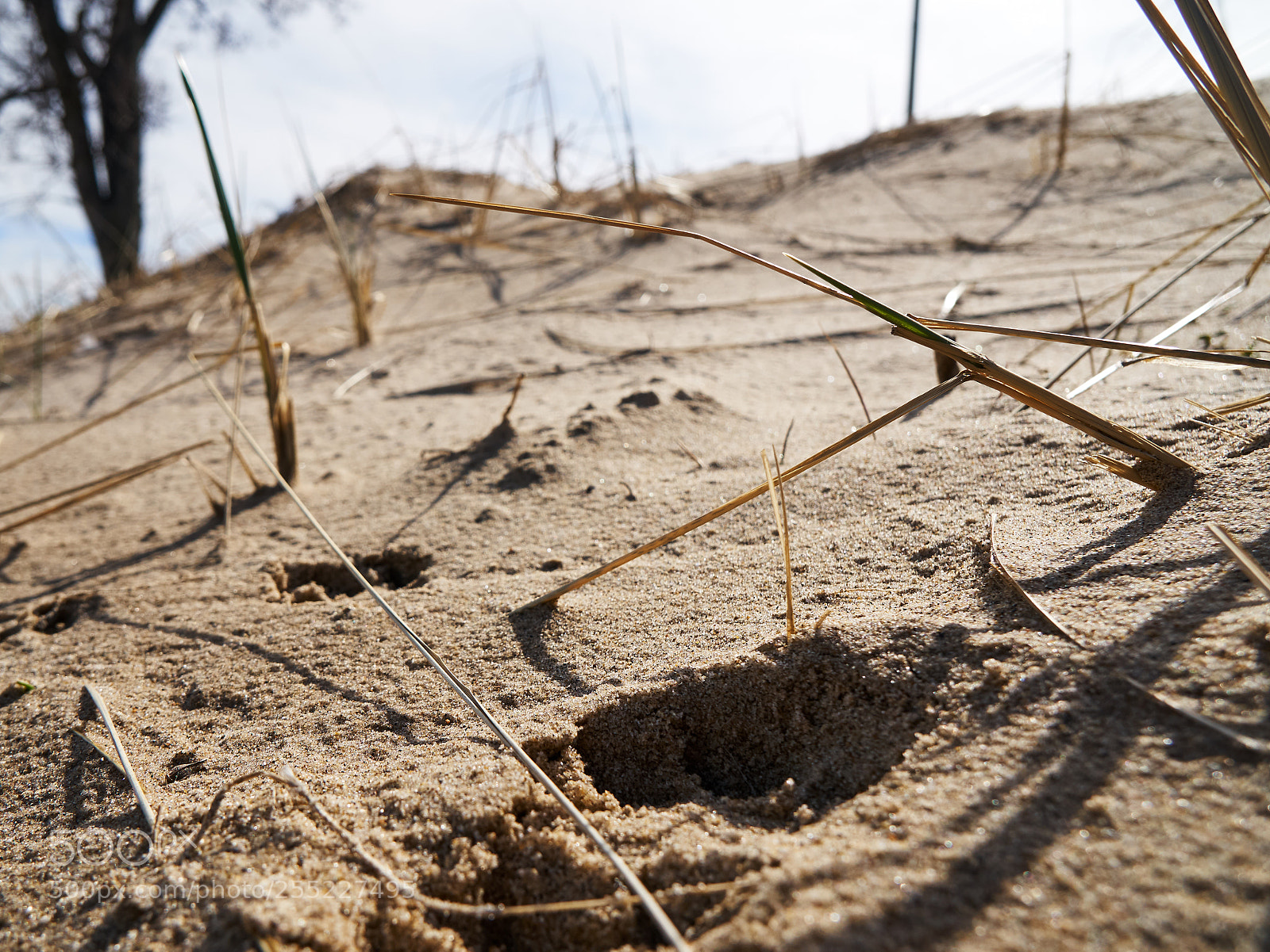 Sony a6300 sample photo. Grasses and sand photography