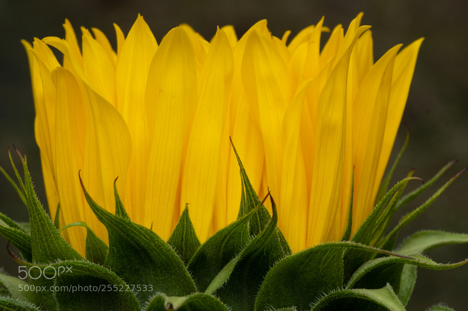 Fujifilm X-T2 sample photo. Sunflower photography