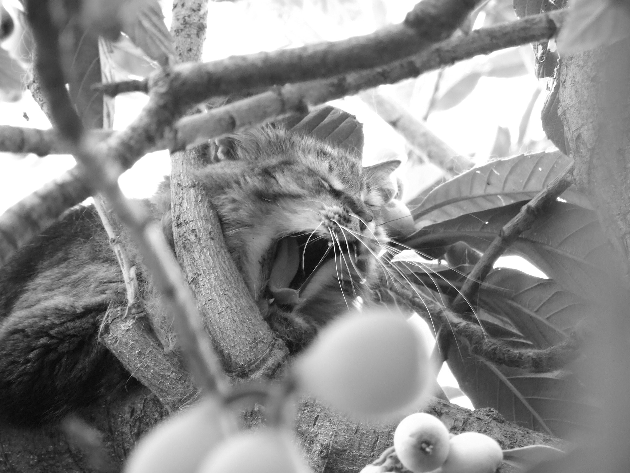 Fujifilm FinePix S6500fd sample photo. The medlar's king photography