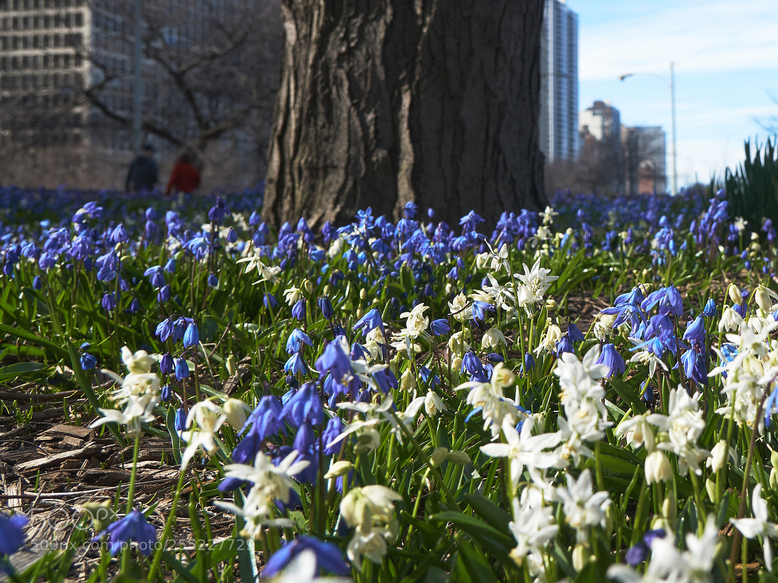 Sony a6300 sample photo. Bluebells and spring photography