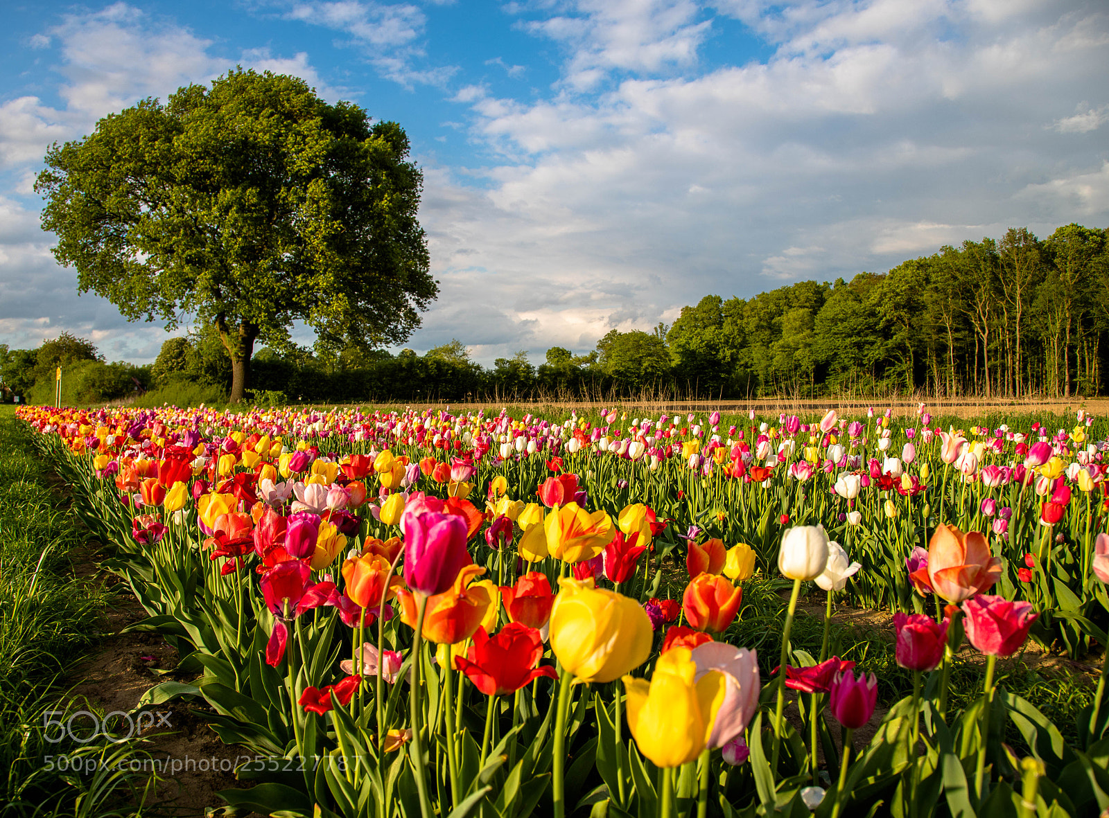Canon EOS 6D Mark II sample photo. Tulpenfeld1 photography