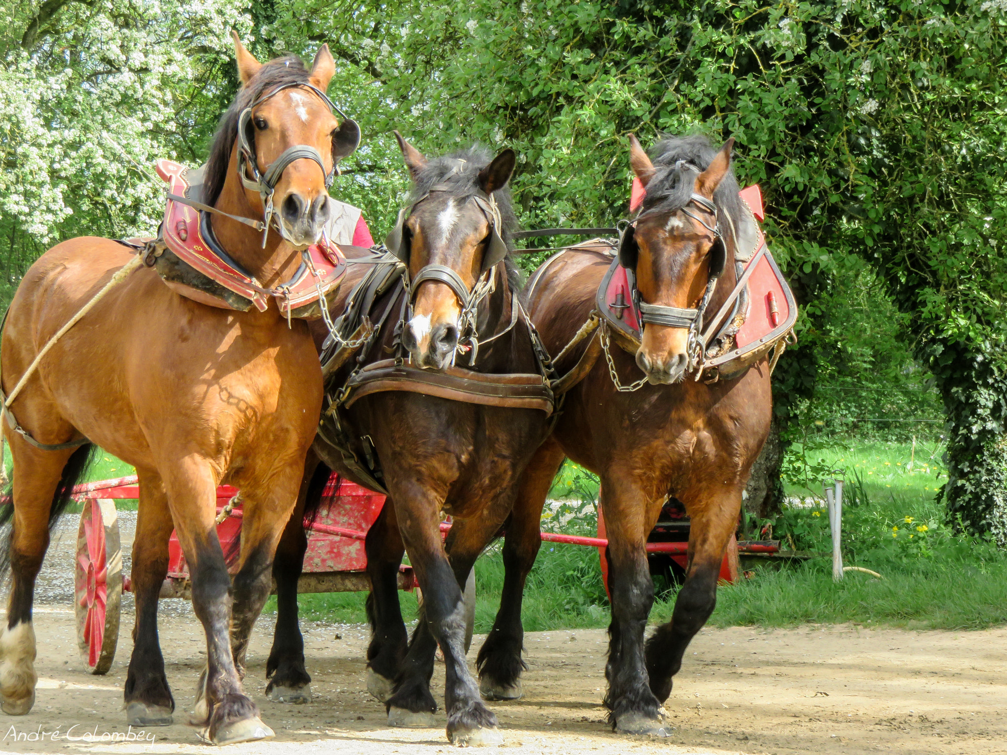 Canon PowerShot SX700 HS sample photo. Working horses photography