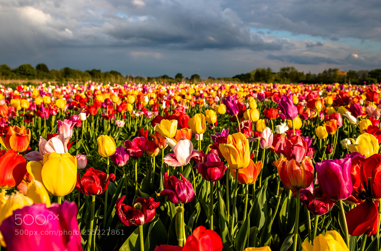 Canon EOS 6D Mark II sample photo. Tulpenfeld2 photography