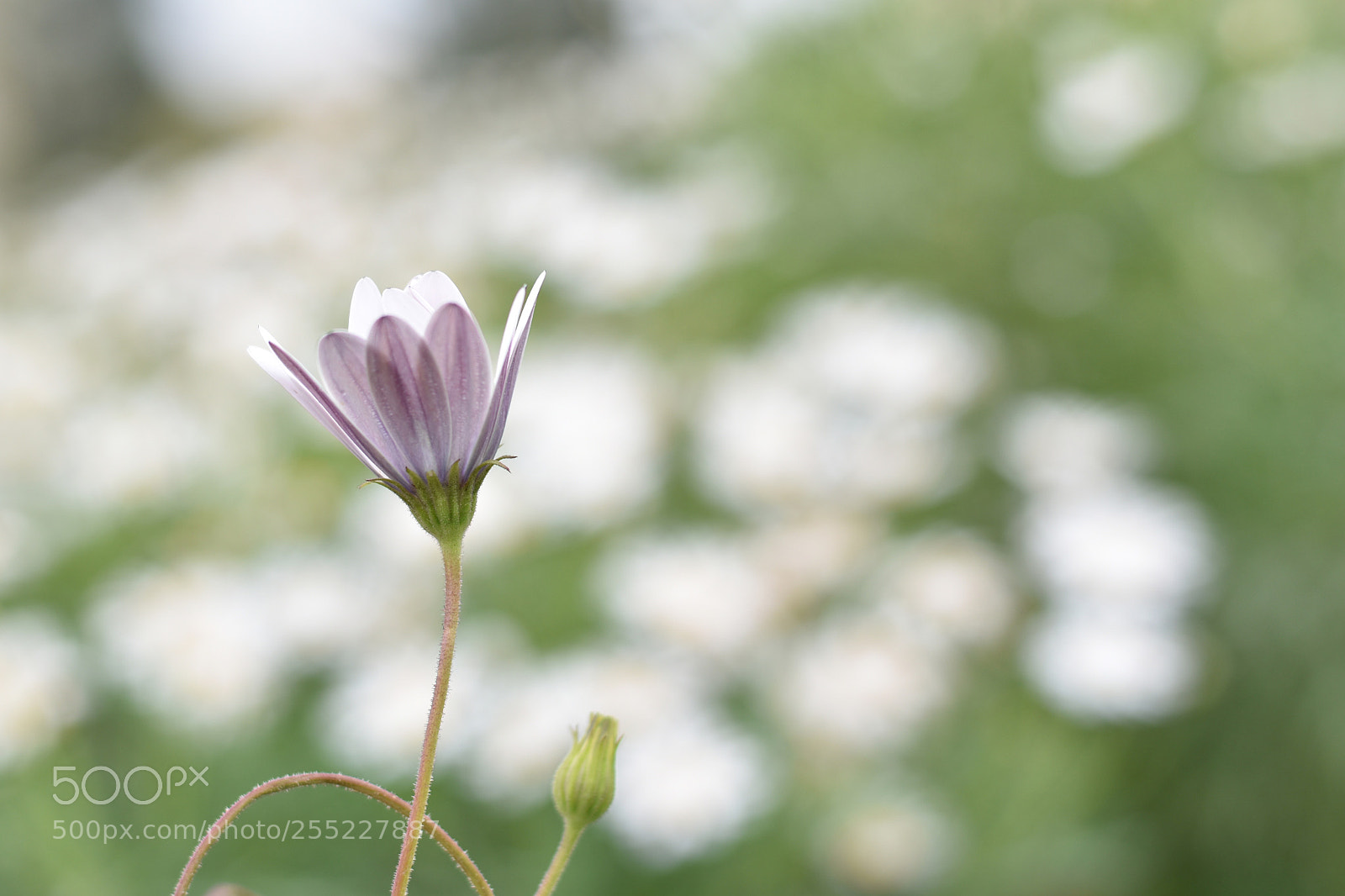 Nikon D5500 sample photo. Pure heart photography