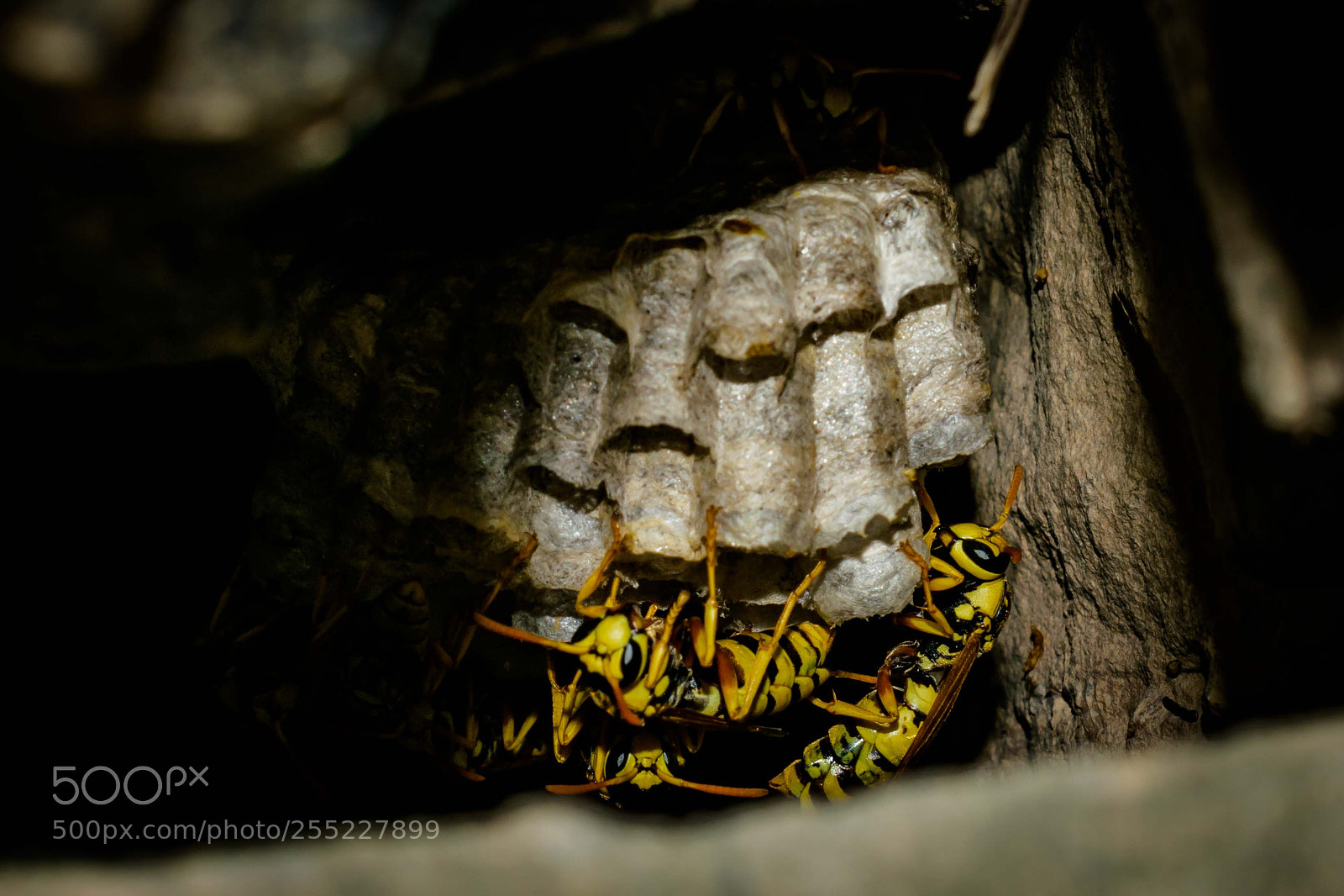 Nikon D3300 sample photo. Bees in hive... photography