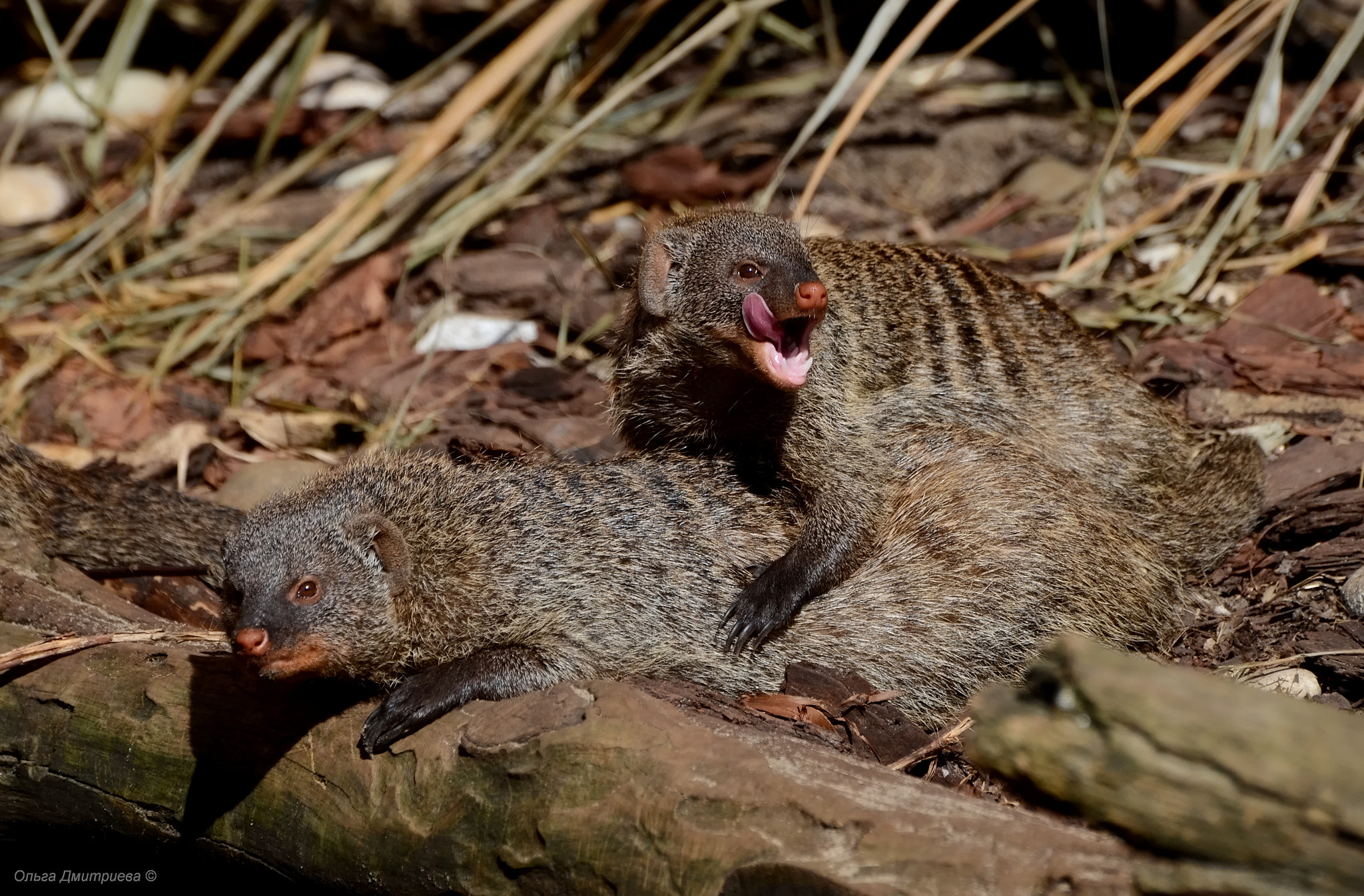 Nikon D7000 sample photo. *** photography