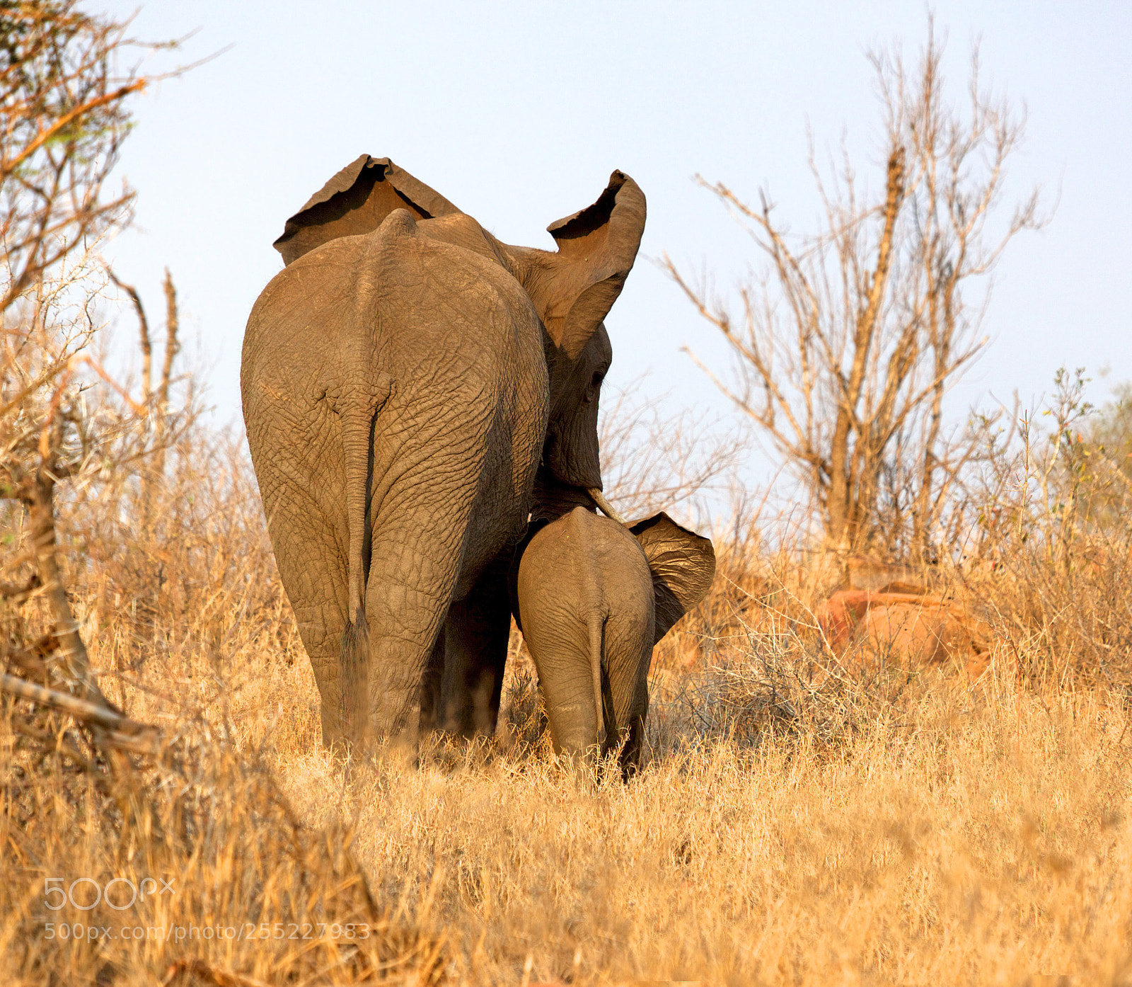 Canon EOS 5D Mark II sample photo. Elephant with calf photography