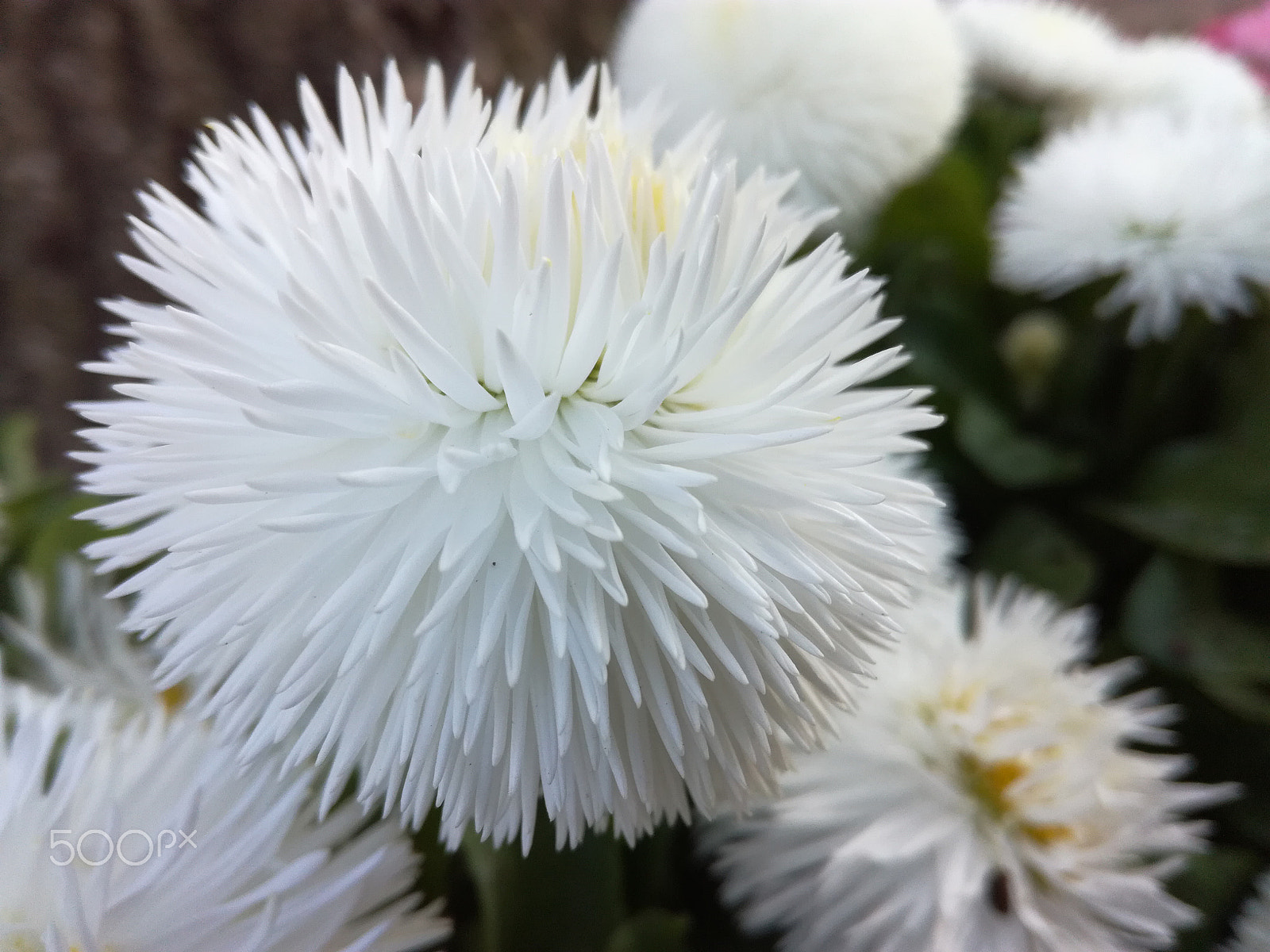 HUAWEI Honor 5C sample photo. White beautiful flower photography