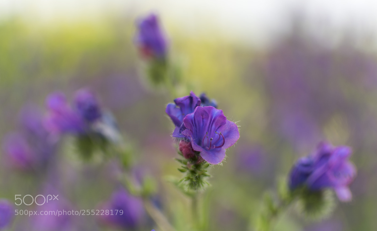 Nikon D5300 sample photo. Viborera (echium plantagineum) photography