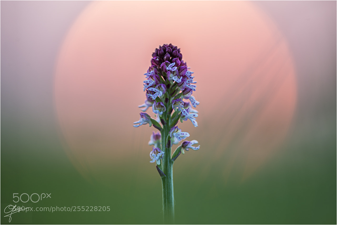 Nikon D610 sample photo. Neotinea ustulata photography