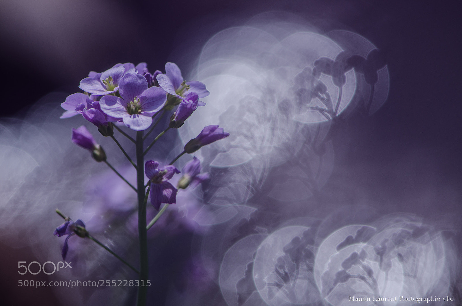 Nikon D7000 sample photo. Cardamine photography