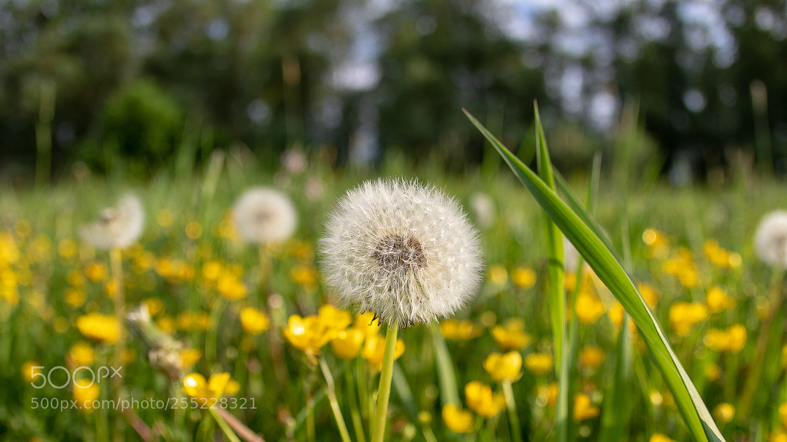 Canon EOS 7D Mark II sample photo. Dandelion photography
