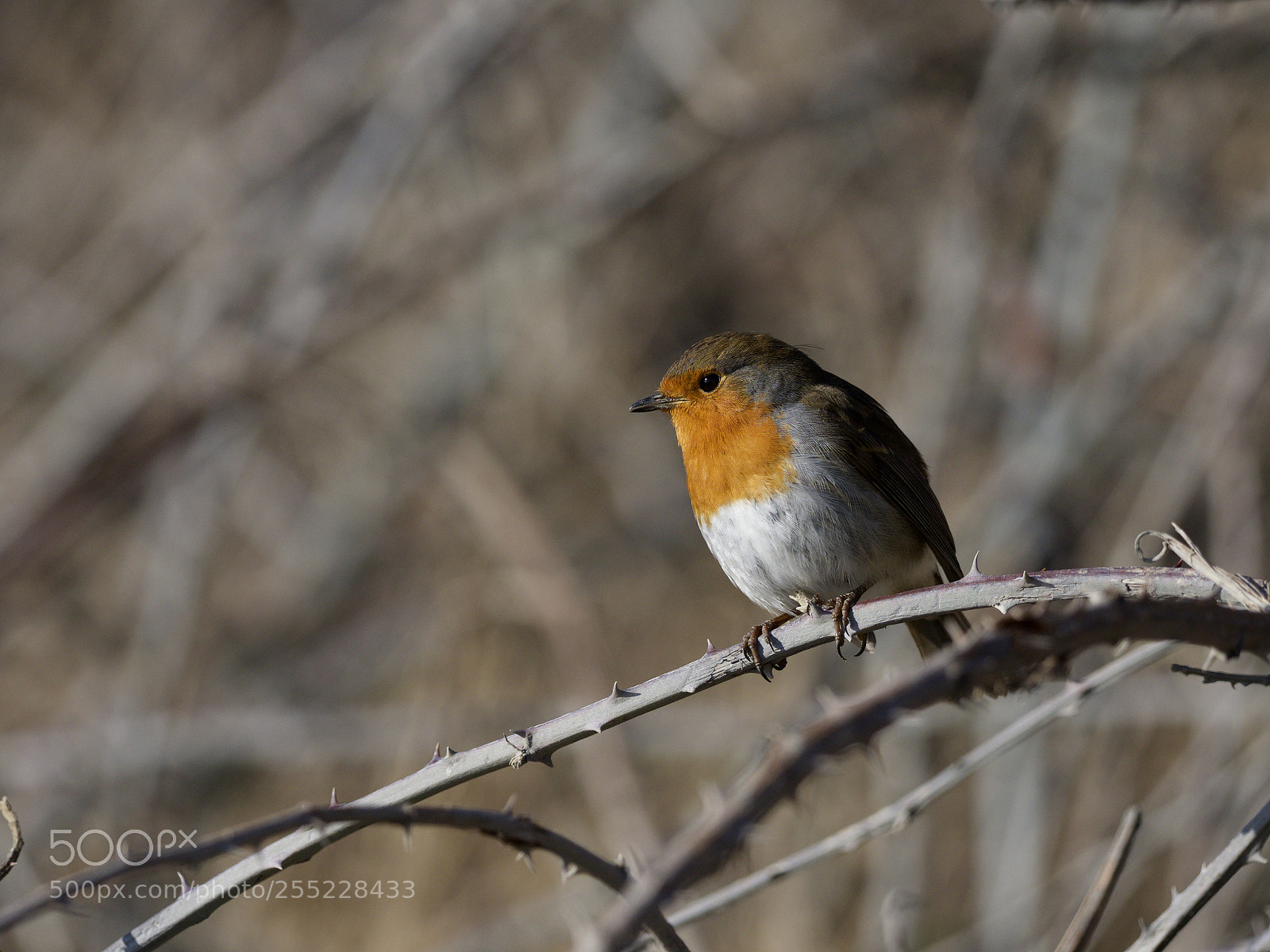 Olympus OM-D E-M1 Mark II sample photo. Robin on the beach photography