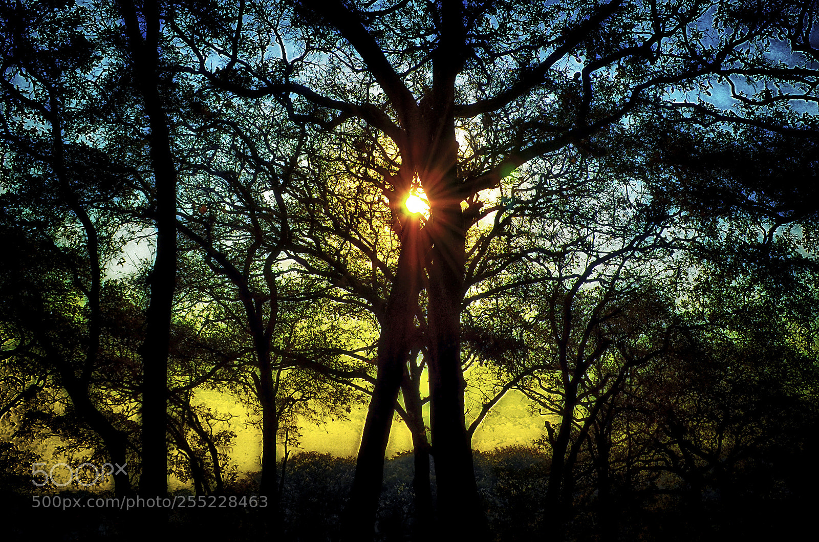 Nikon D5100 sample photo. Atardecer en el bosque photography