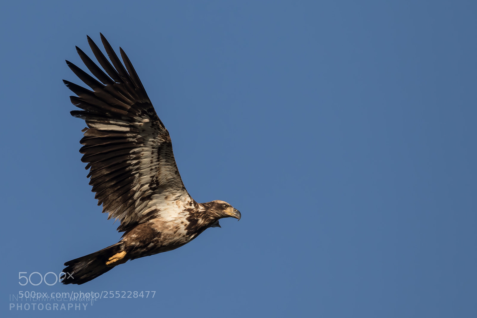 Canon EOS 7D Mark II sample photo. Young bald eagle flying photography
