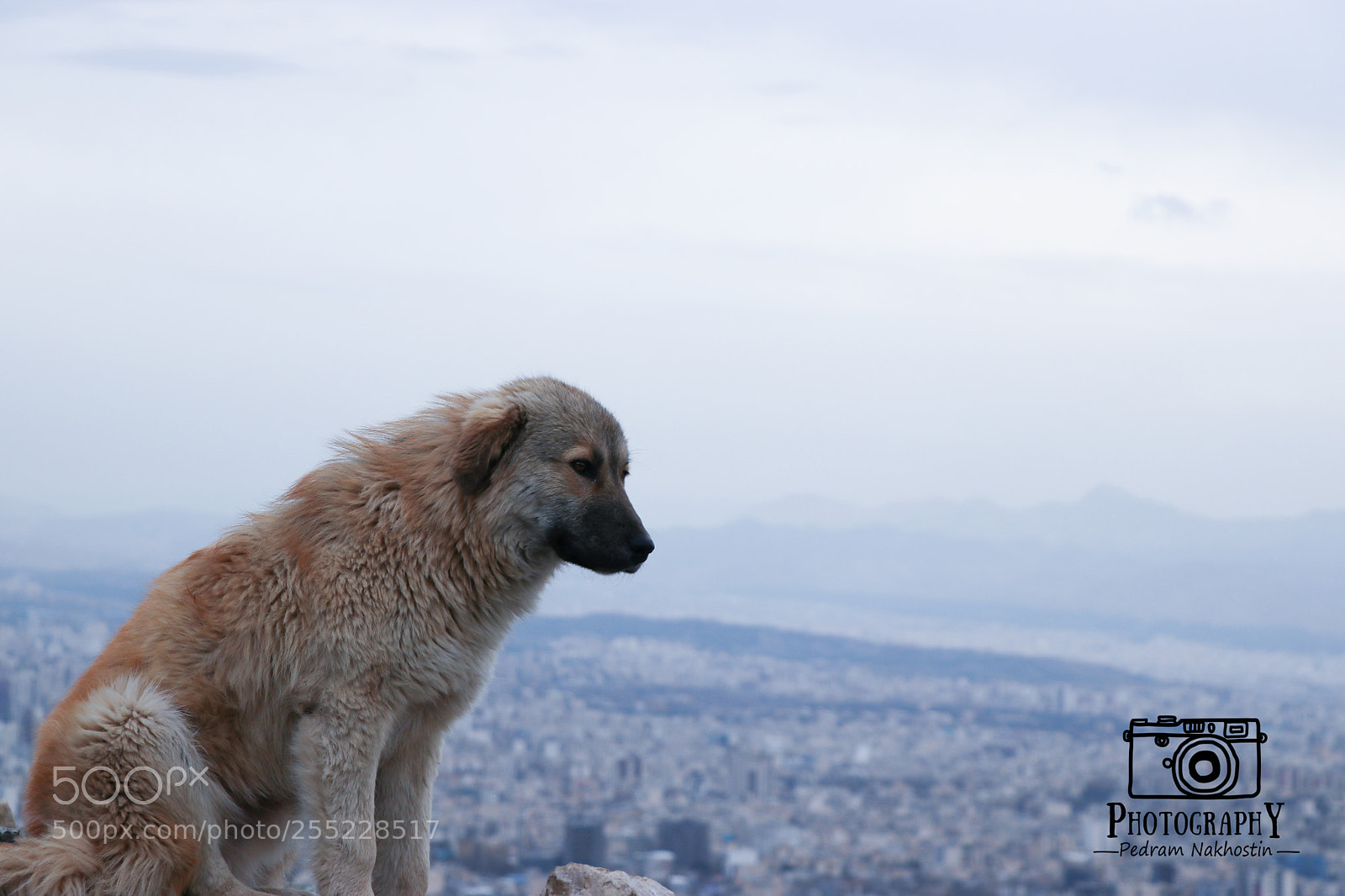 Canon EOS 80D sample photo. Dog photography