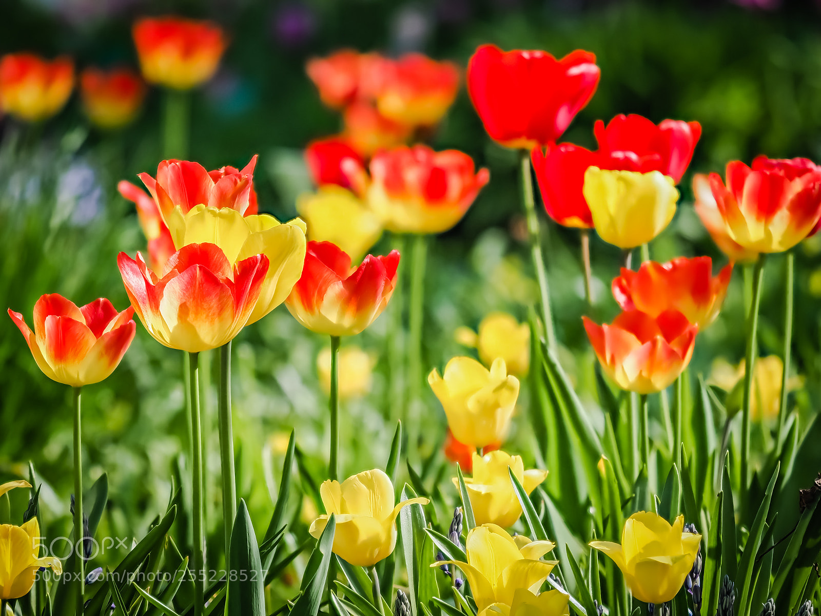 Olympus OM-D E-M1 Mark II sample photo. Tulip photography