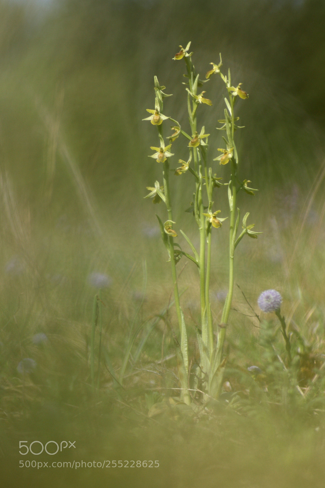 Canon EOS 40D sample photo. Orchis araignee photography