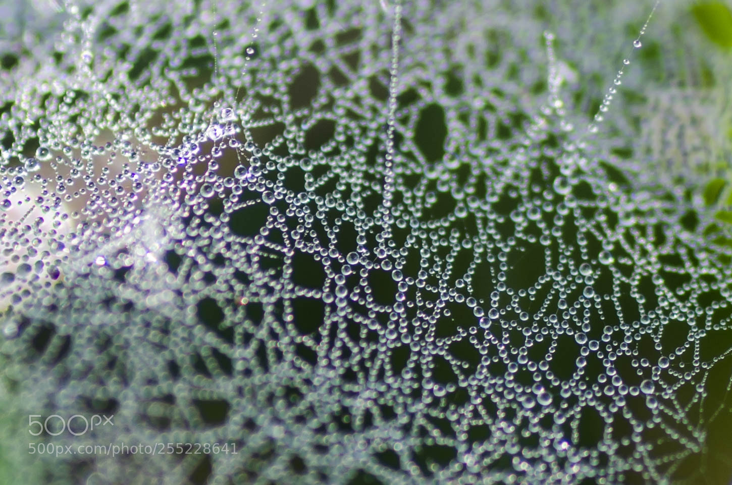 Nikon D7000 sample photo. Toile d'araign e dans photography