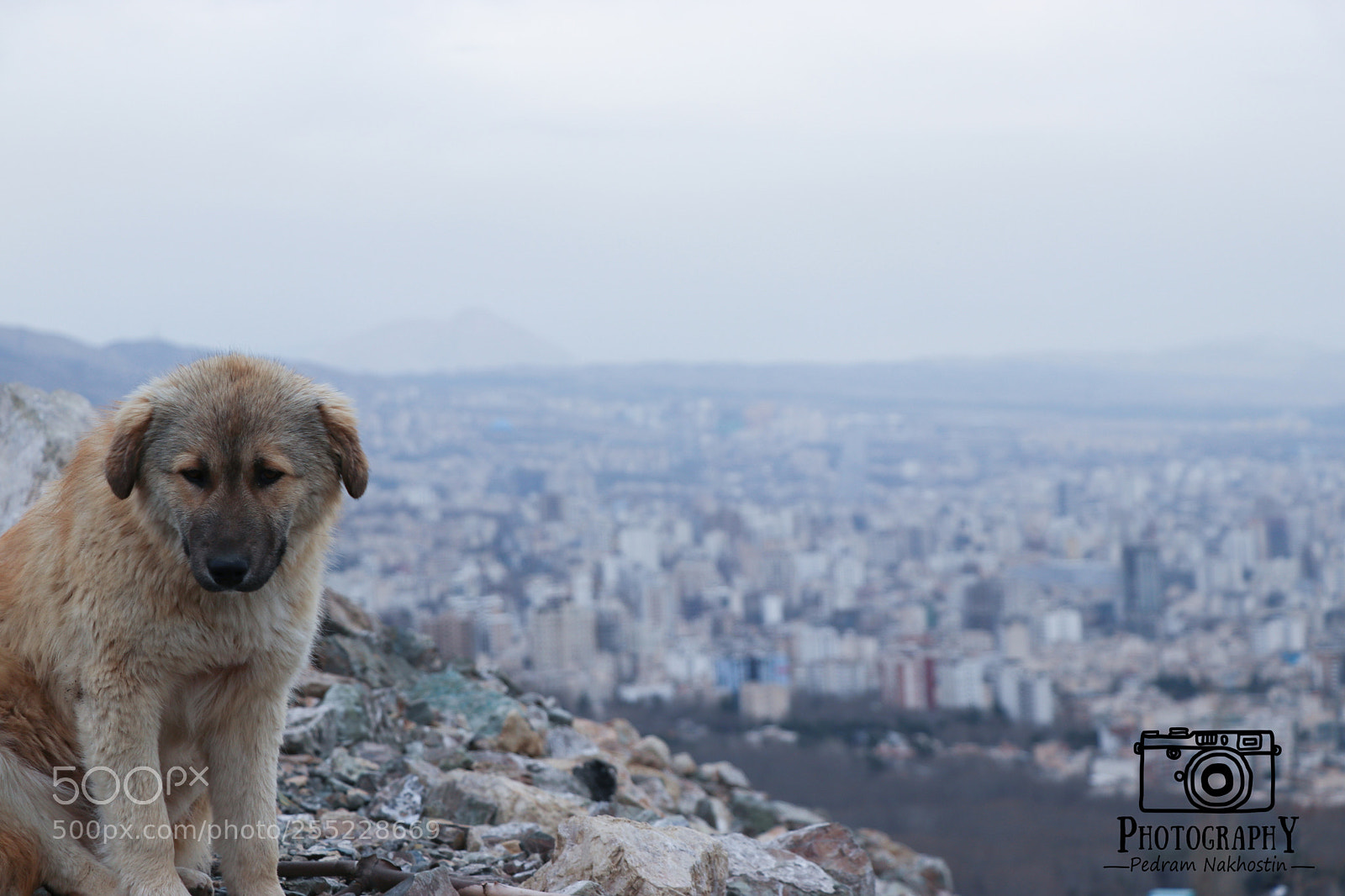 Canon EOS 80D sample photo. Dog photography