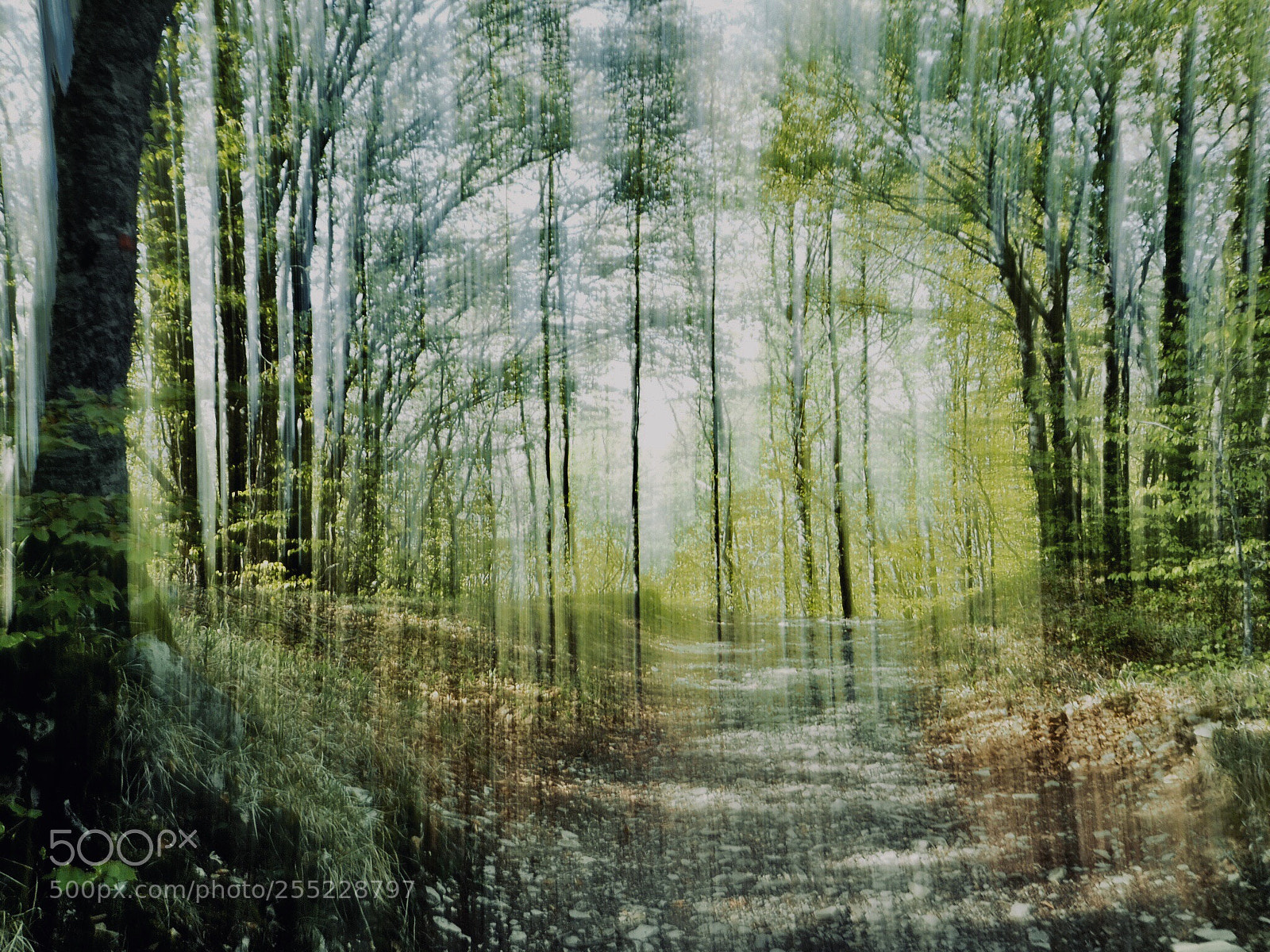 Olympus OM-D E-M5 II sample photo. Forest in motion... photography