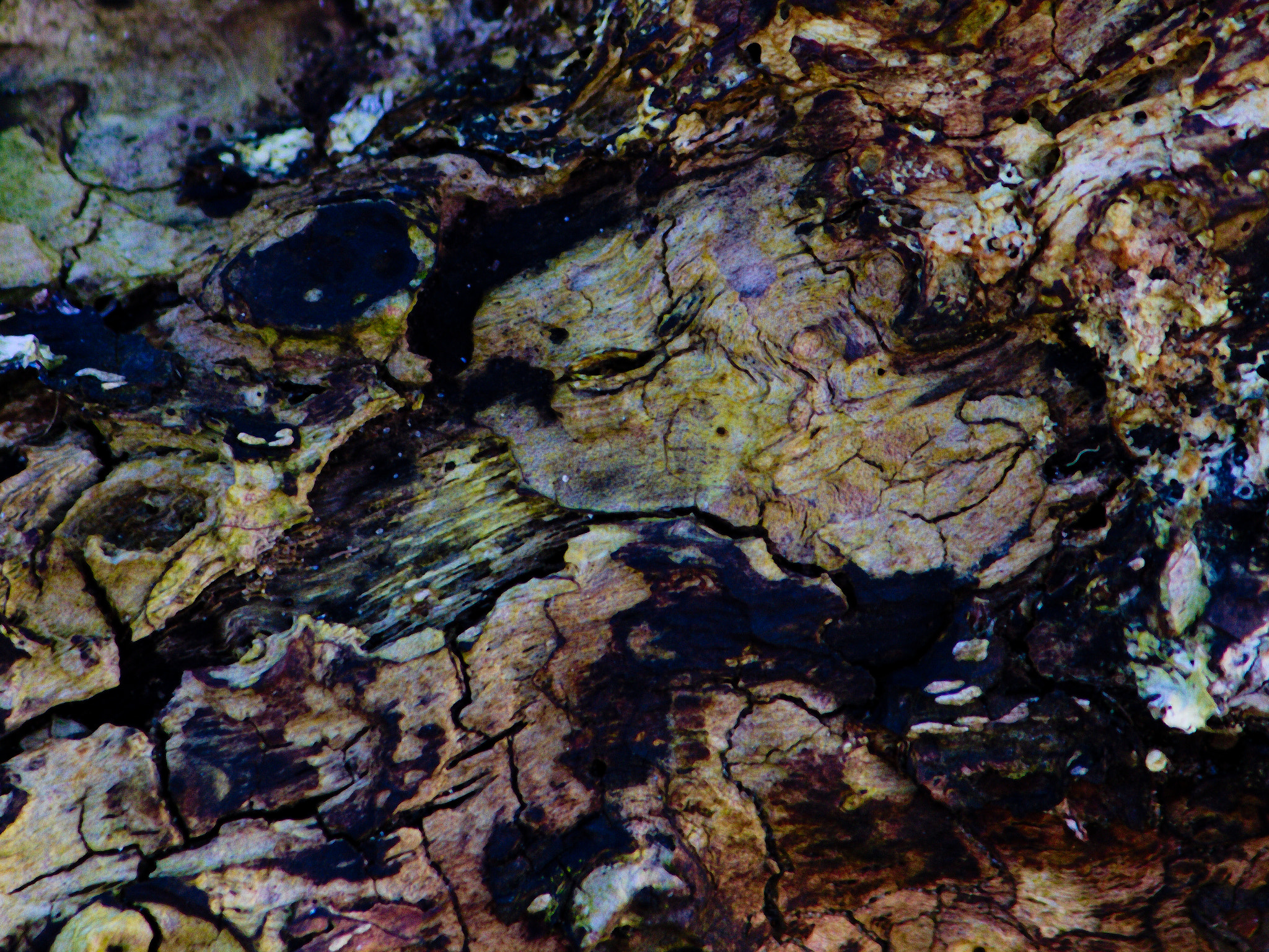 Canon EF-S 55-250mm F4-5.6 IS II sample photo. Abstraction photography