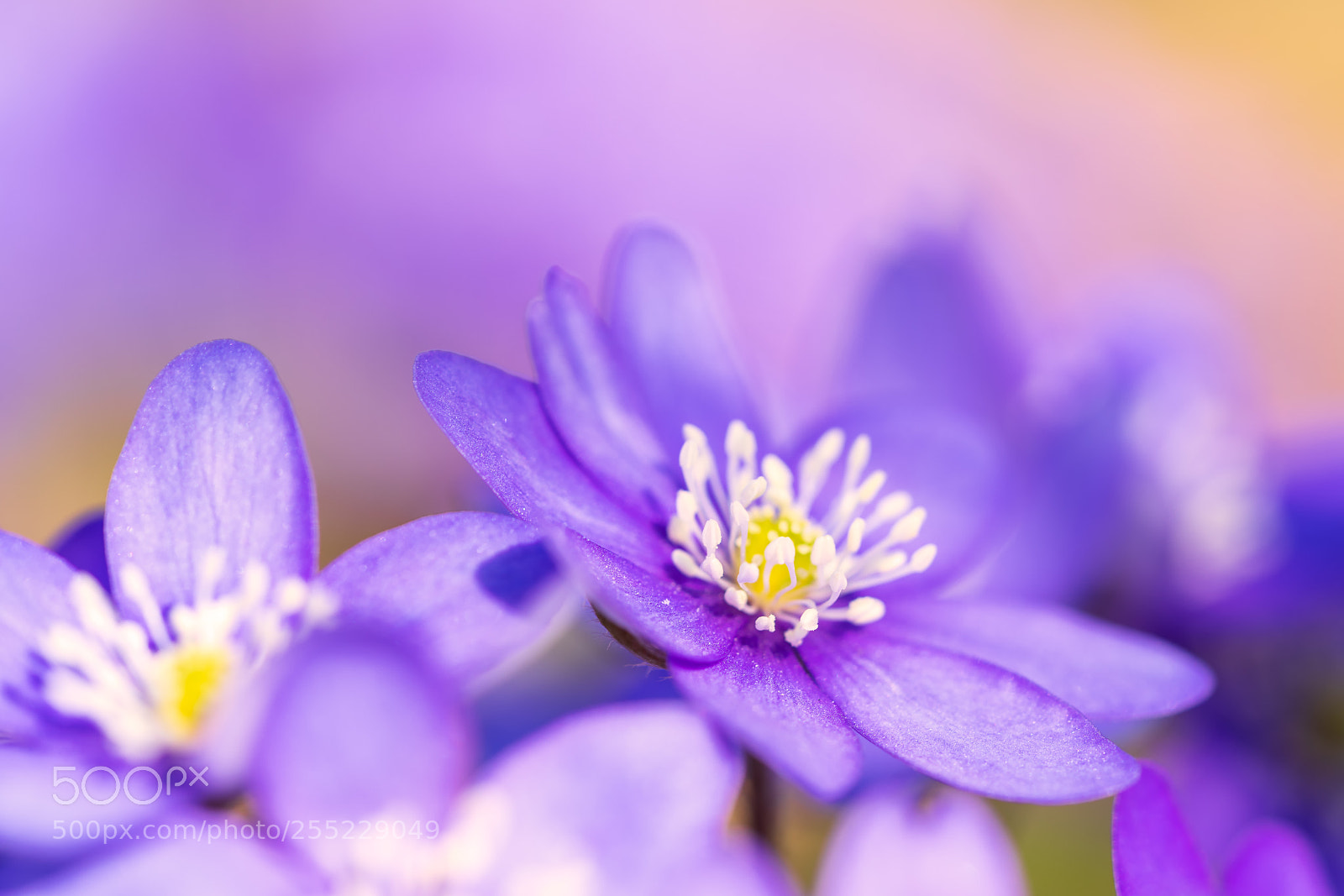 Sony a7R III sample photo. Common hepatica with friends photography