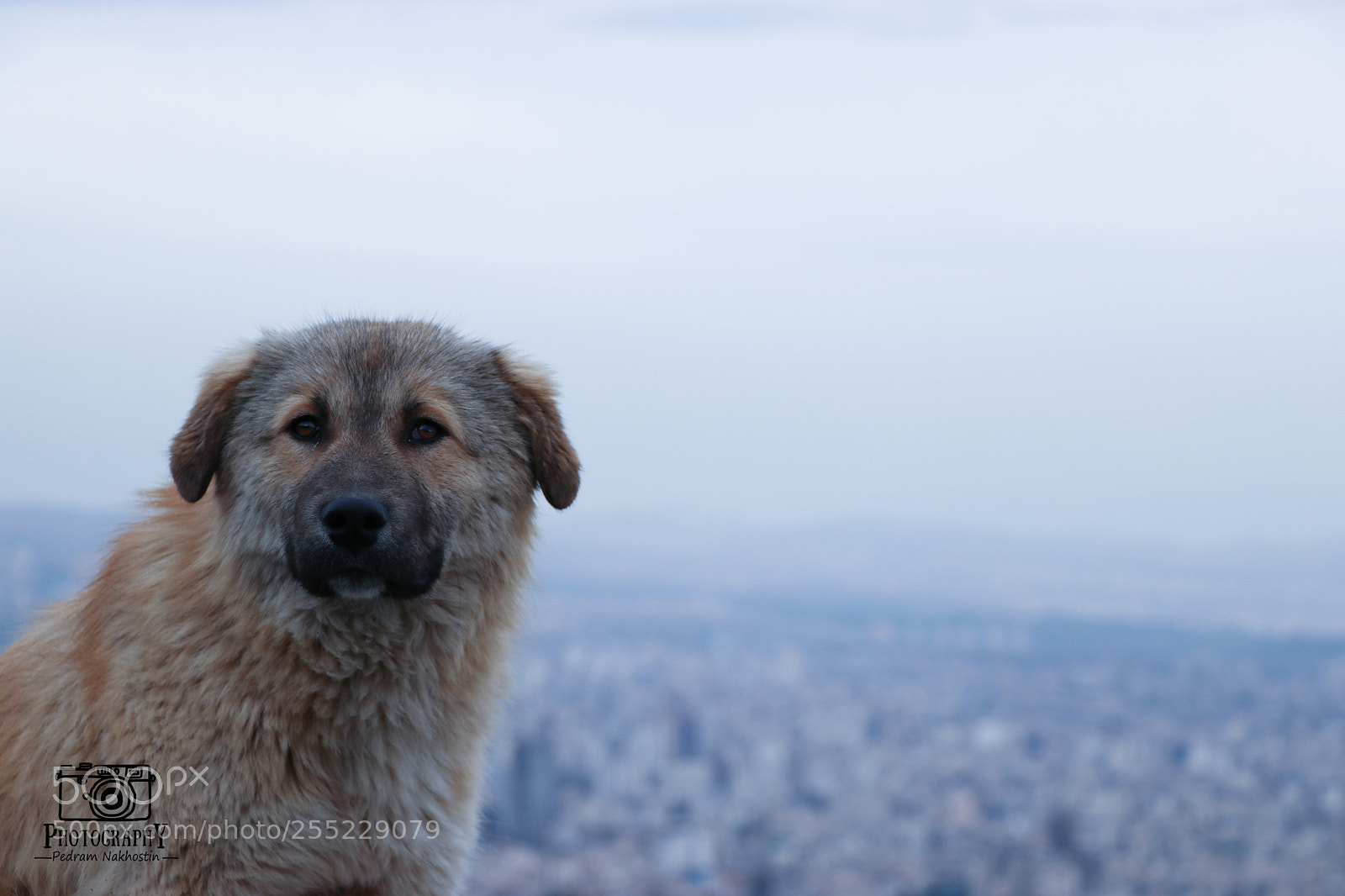 Canon EOS 80D sample photo. Dog photography
