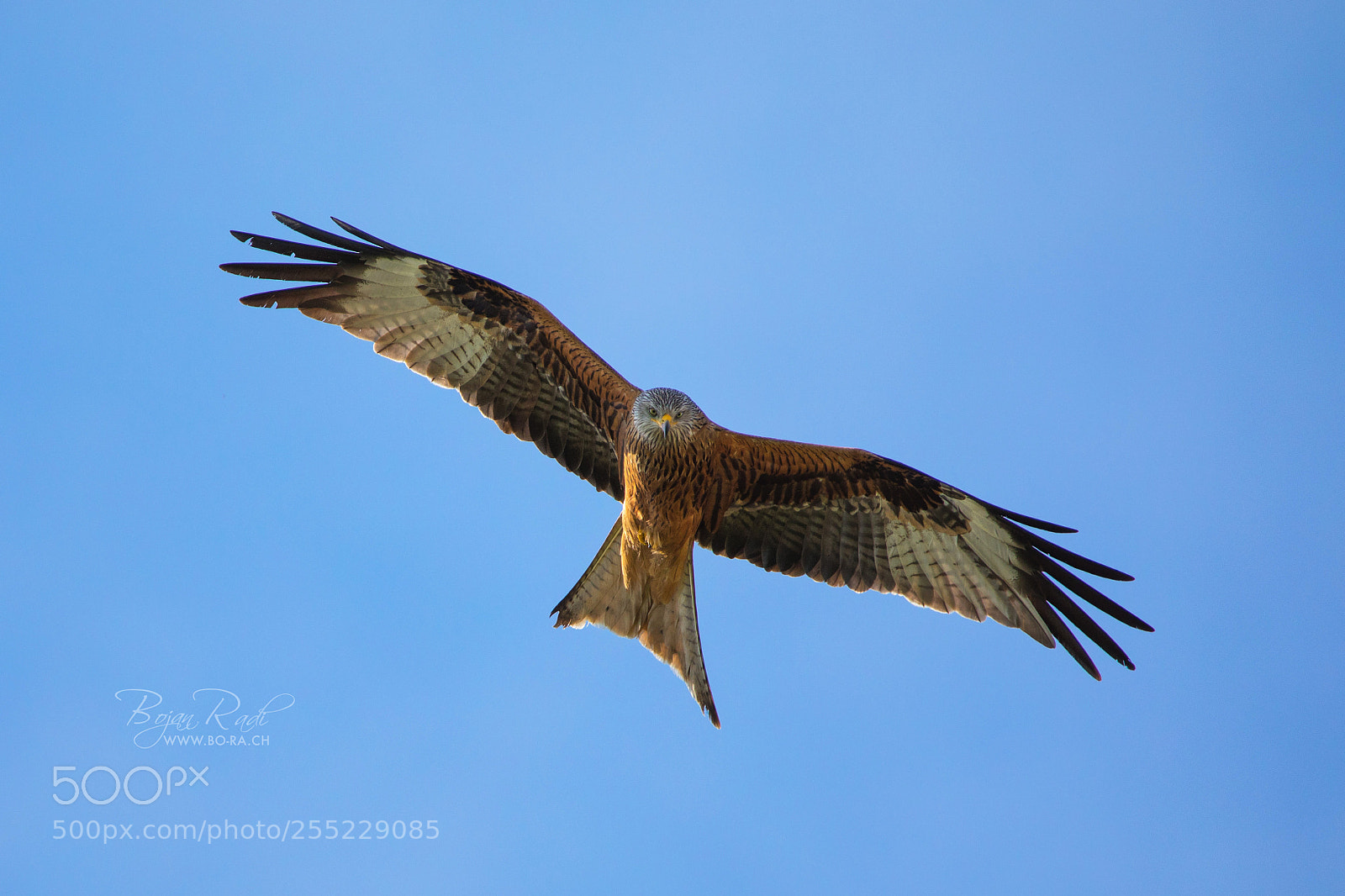Canon EOS 5D Mark IV sample photo. Vogel photography