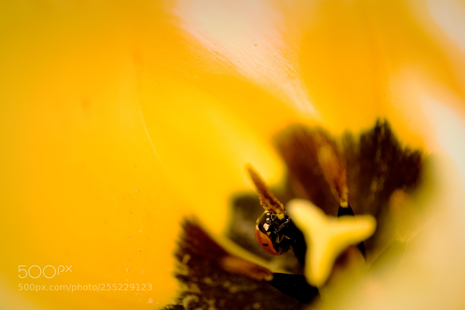Fujifilm X-T2 sample photo. Lady bug in a photography