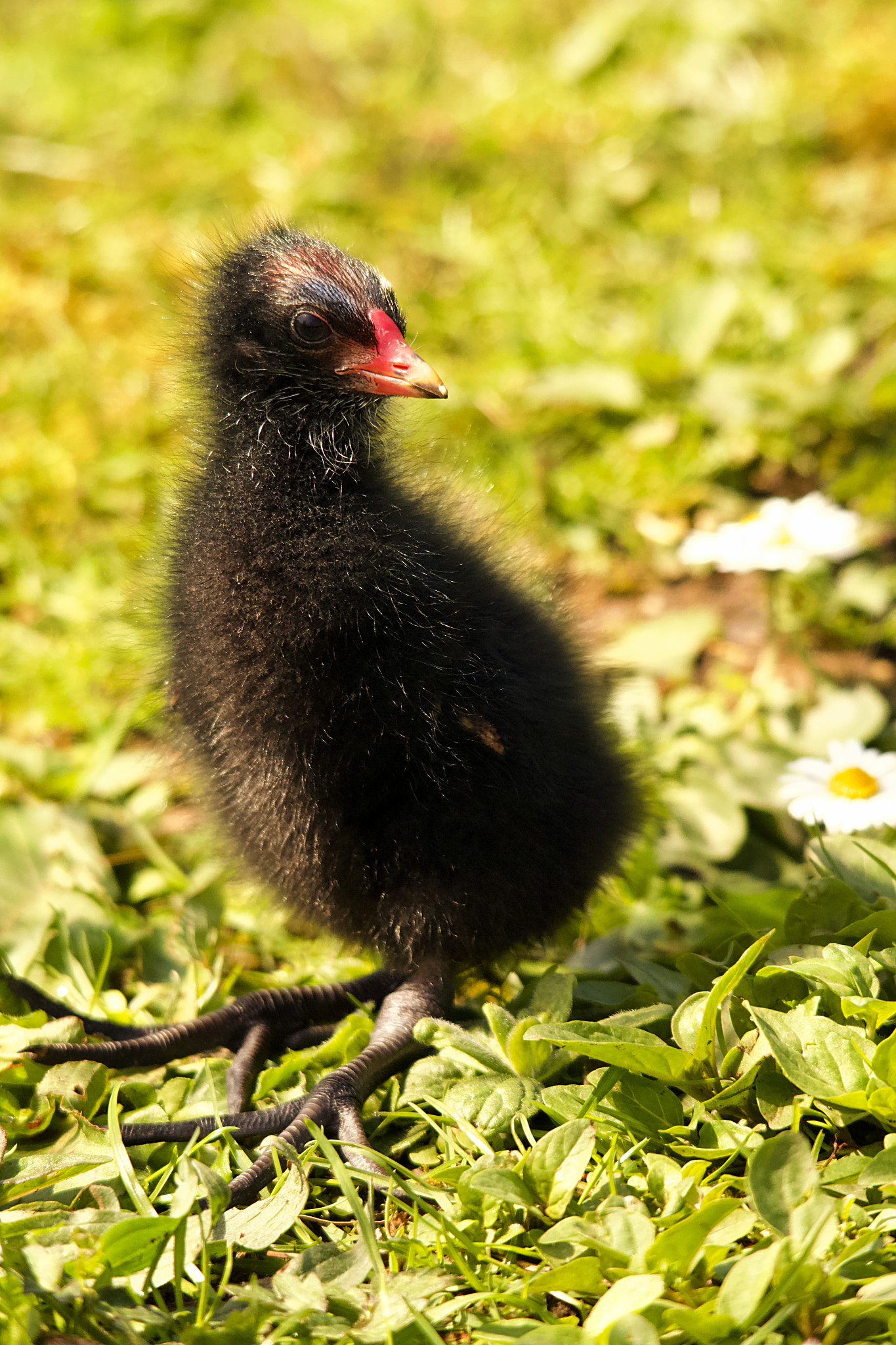 Canon EOS 70D + Sigma 150-500mm F5-6.3 DG OS HSM sample photo. Young moorhen photography