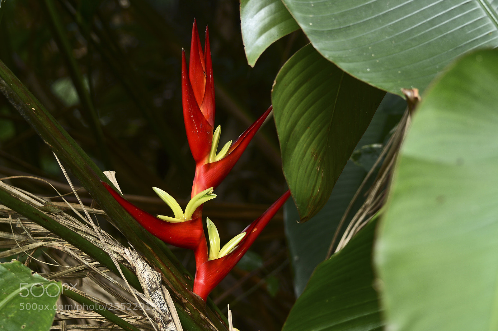 Nikon D7100 sample photo. Beleza colorida! photography
