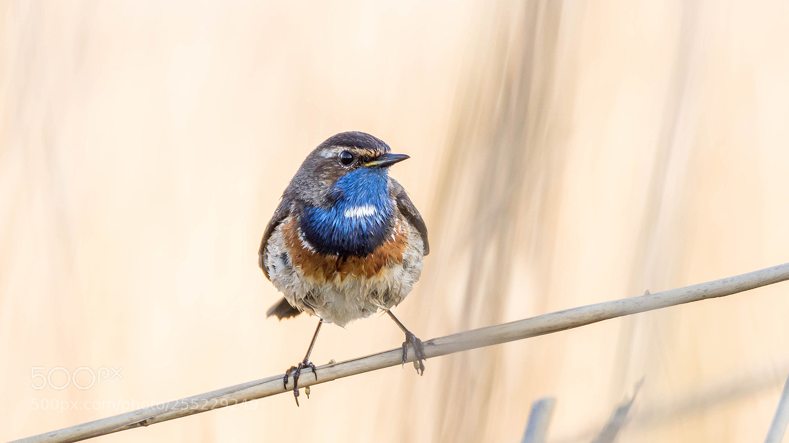 Sony ILCA-77M2 sample photo. Blaukehlchen im schilf photography