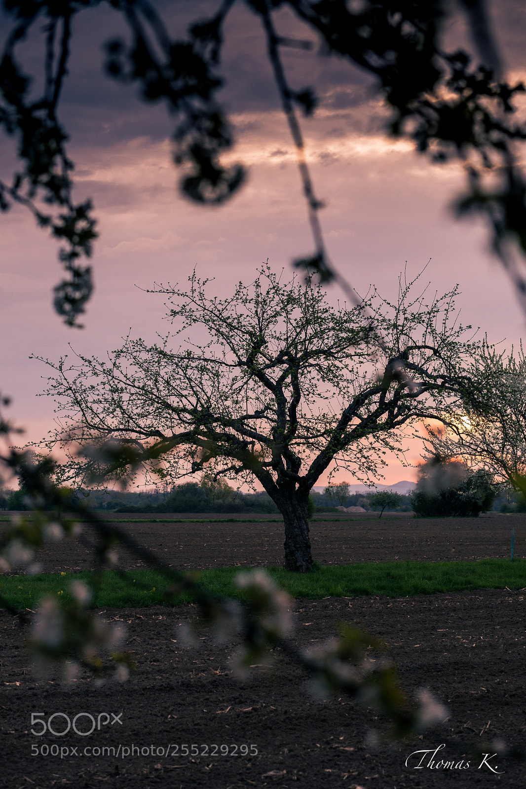 Sony a99 II sample photo. Sunrise through blossom tree photography