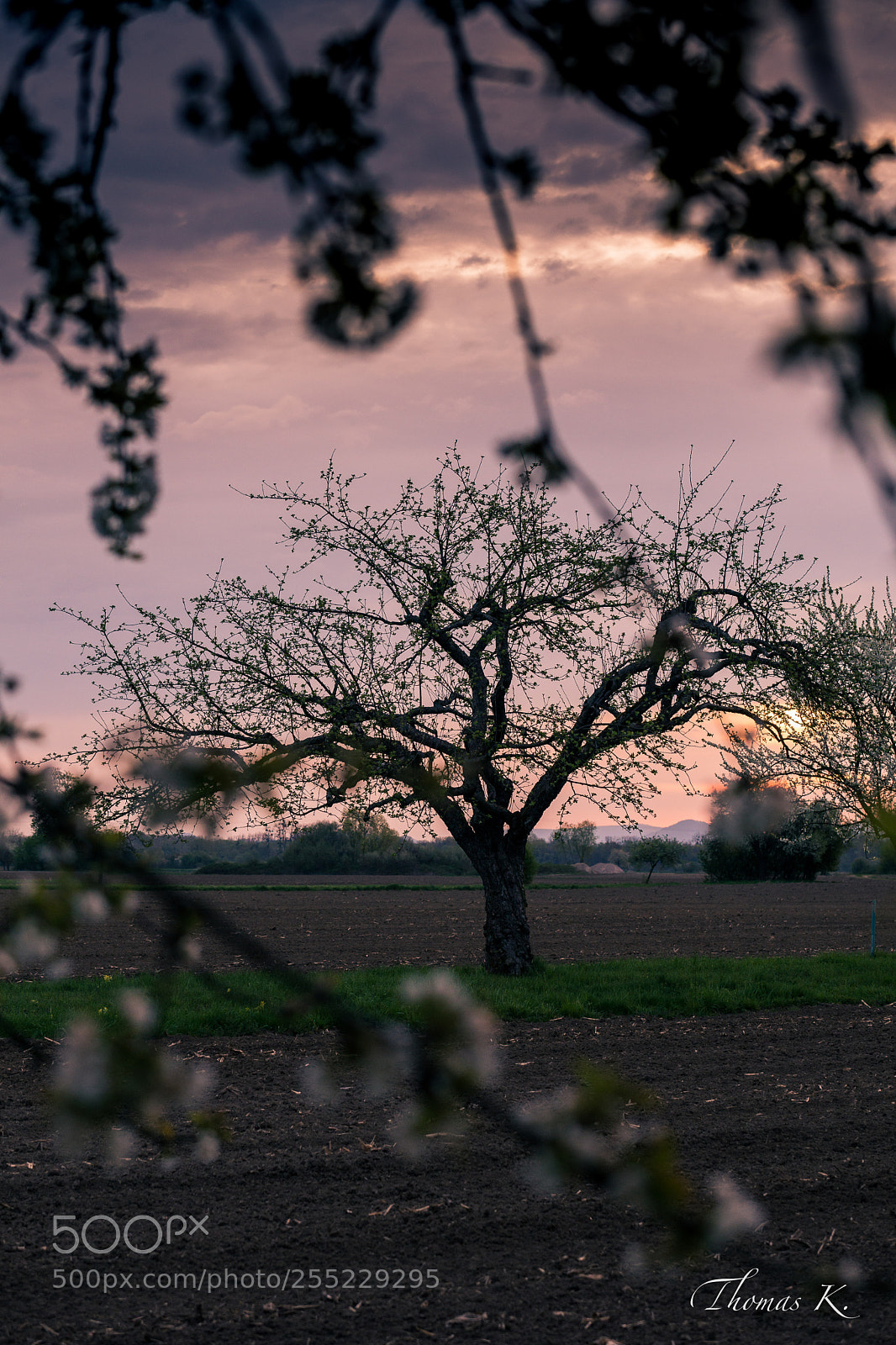 Sony SLT-A99V sample photo. Sunrise through blossom tree photography