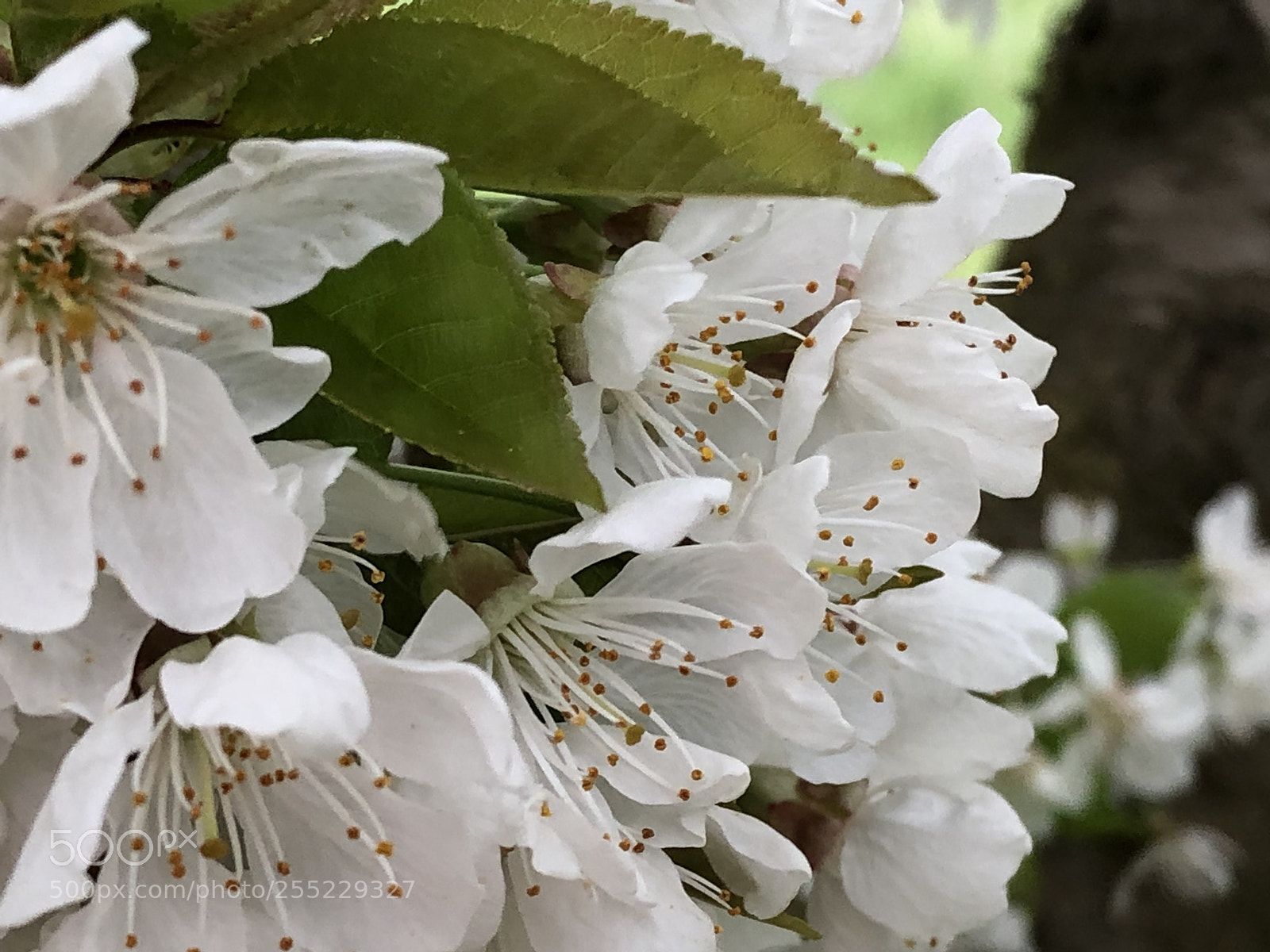 Apple iPhone 8 sample photo. Untitled photography