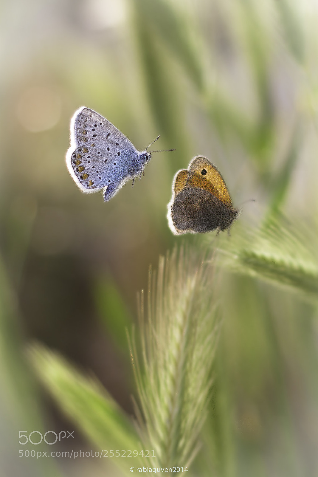 Canon EOS 40D sample photo. Twin photography