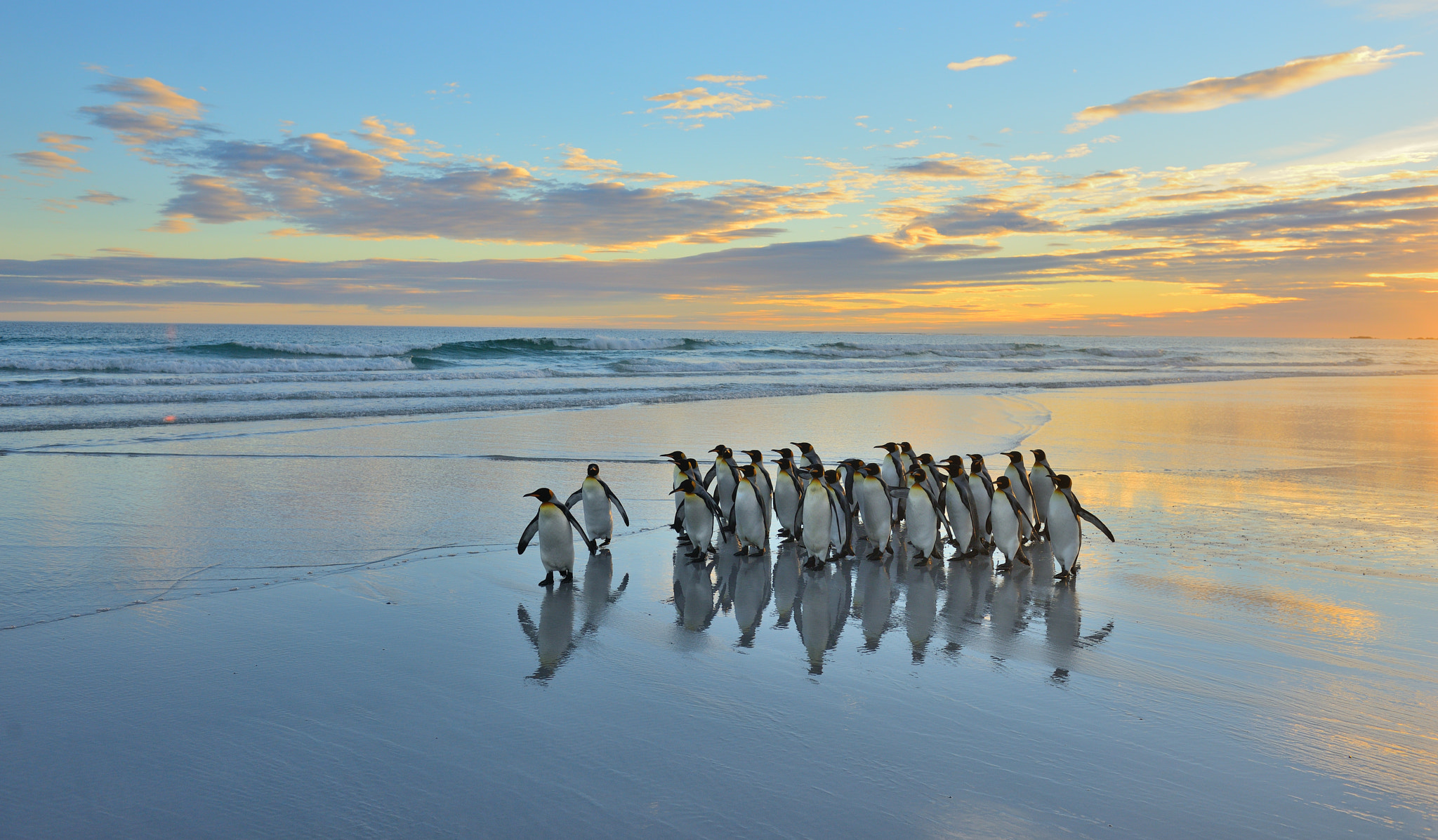 Nikon AF-S Nikkor 24-70mm F2.8G ED sample photo. Happy world penguin day! photography