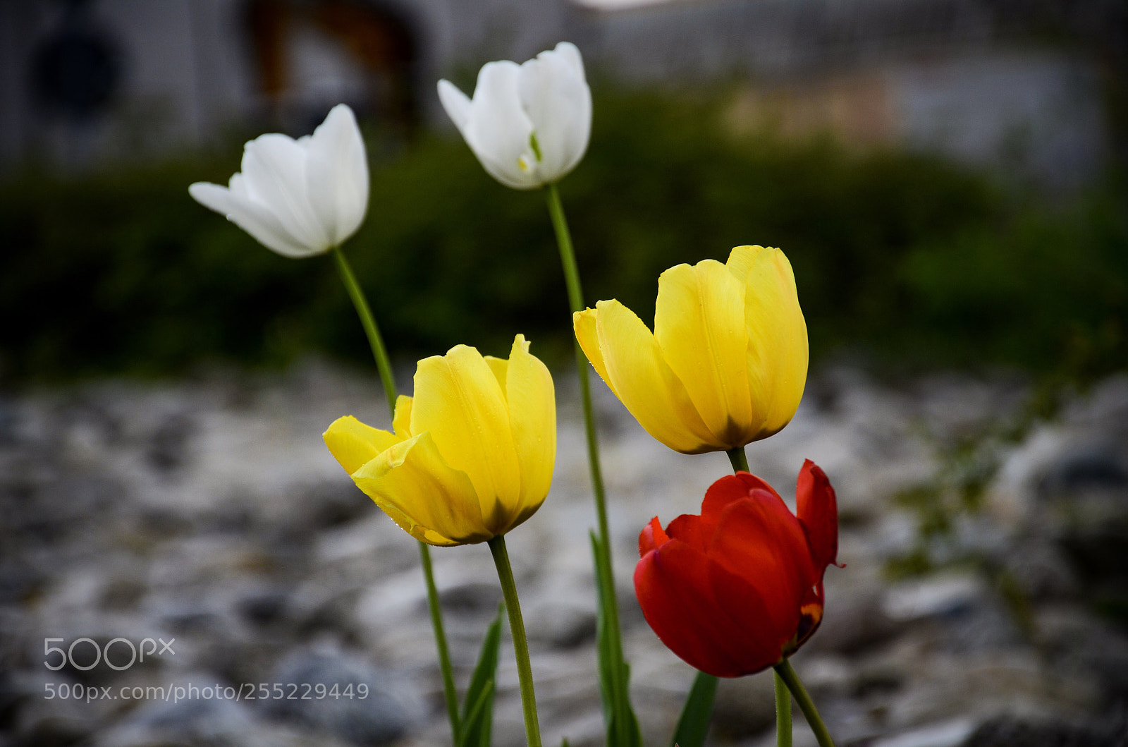 Nikon D7000 sample photo. White, yellow, red :) photography